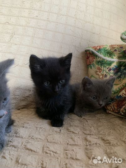 Отдам котят в добрые руки