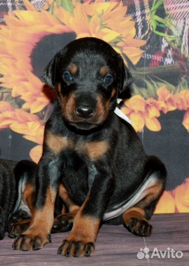 Добермана кобель