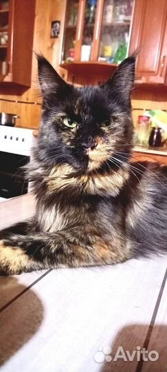 Котята Мейн-кун