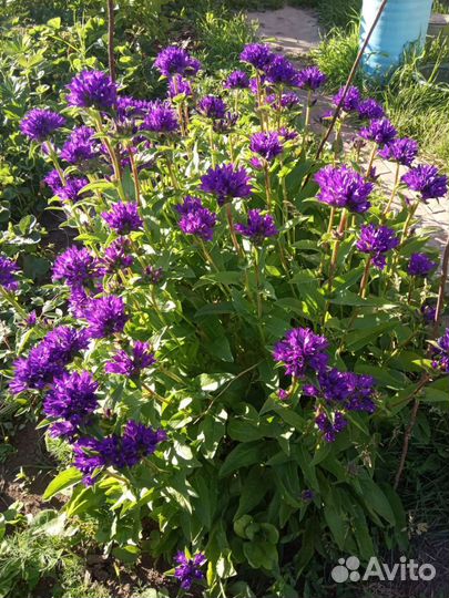 Сентябринки хризантема