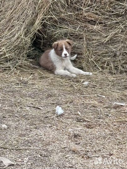Щенки в добрые руки даром