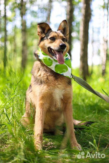 Небольшая красотка Ася в дар из приюта