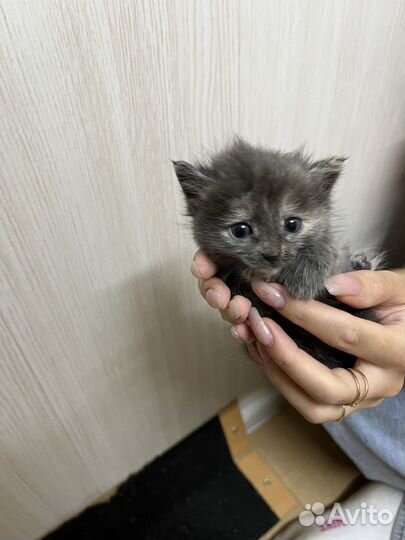 Котята отдам бесплатно