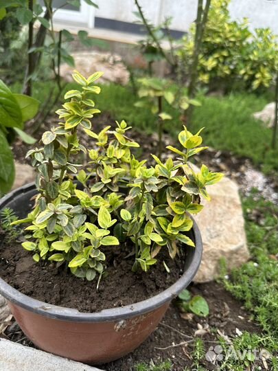 Бересклет Форчуна