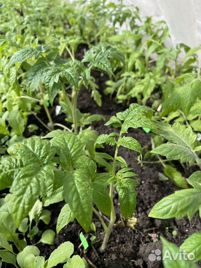 Рассада помидор бычье сердце