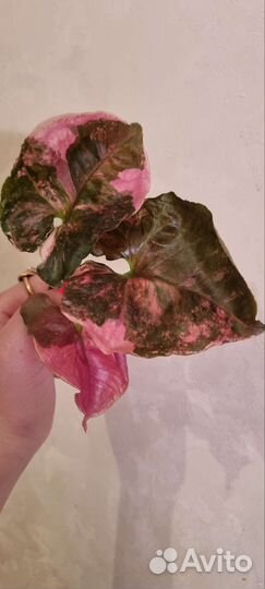 Сингониум клубничный лед galaxy