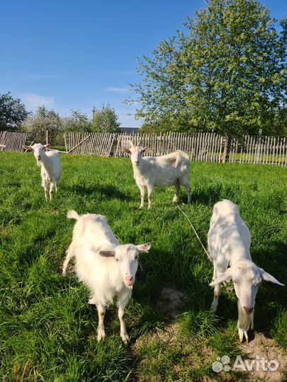 Продаются козы