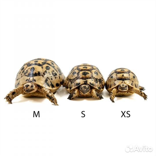 Tortoise Черепаха из Египта