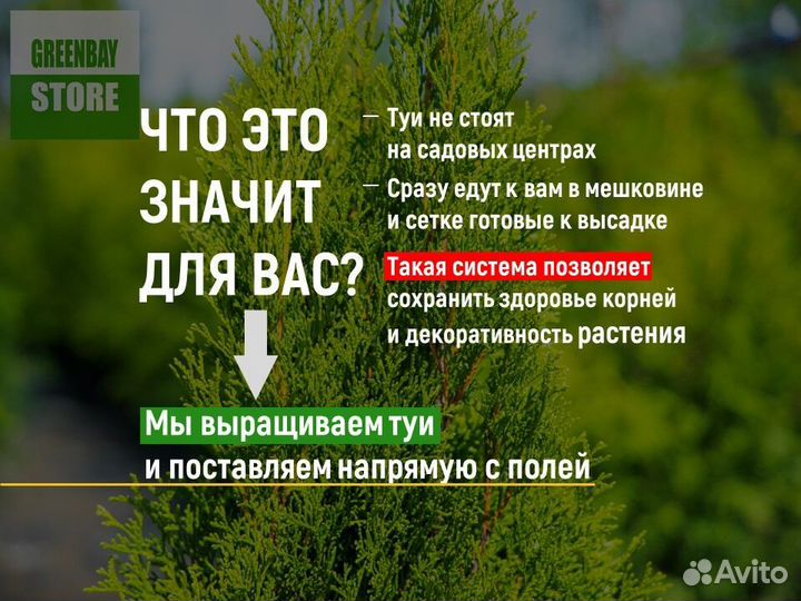 Туя брабант 120 см свежая копка 2023
