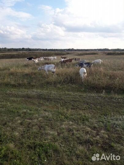 Продаются козы
