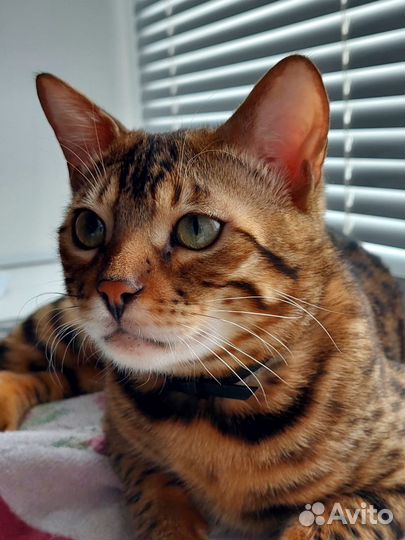 Бенгальский кот вязка