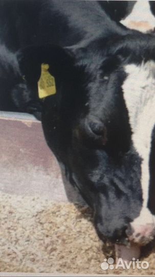 Жмых(макухи) подсолнечный