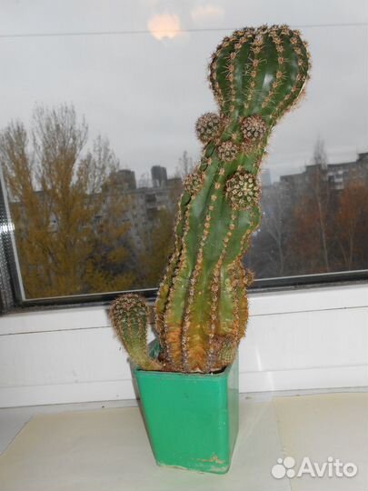 Кактус высота 24,5 см