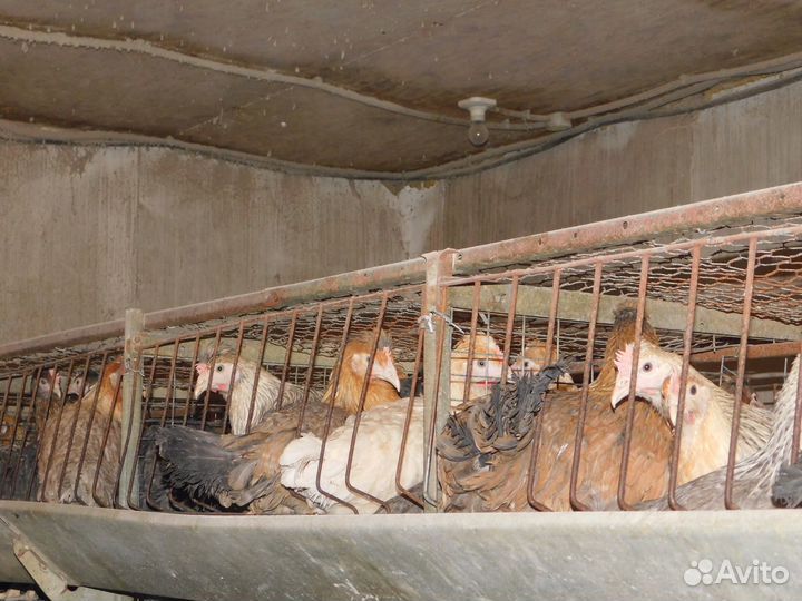 Куры Несушки Молодые,доставка бесплатно