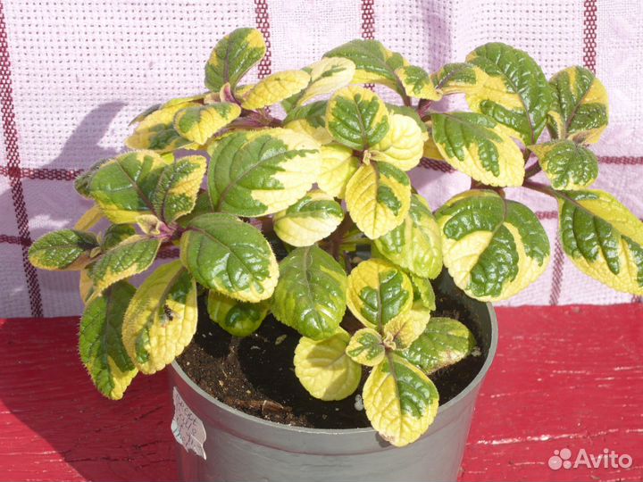 Комнатные цветы