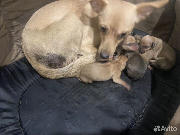 Мини той-терьер щенки