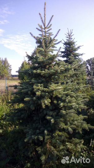 Ель голубая и зеленая колючая, крупномеры