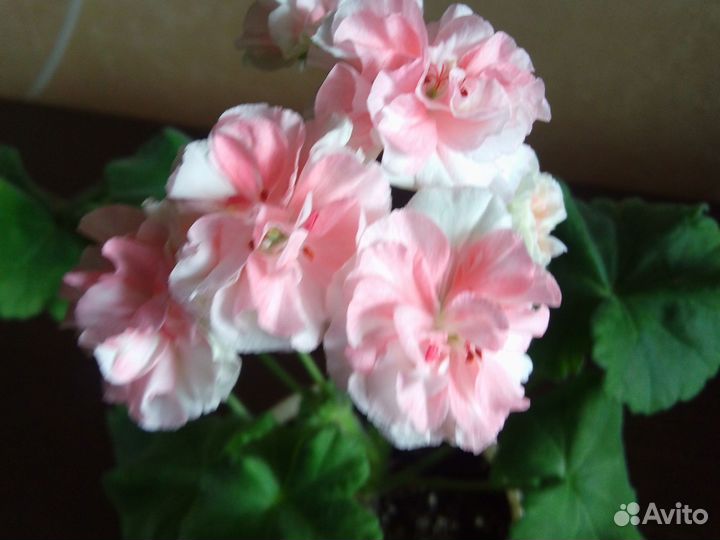 Пеларгония ес персиковый авантюрин