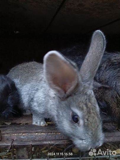 Молодняк кролики