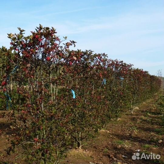 Боярышник сливолистный