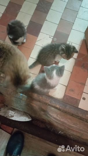 Котята в добрые руки бесплатно