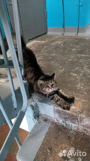 Котейка в подъезде