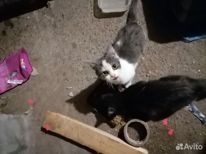 Кошки, в добрые руки, бесплатно