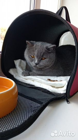 Кошечка ищет дом
