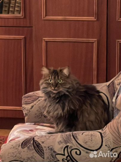 Красивая кошечка ищет дом