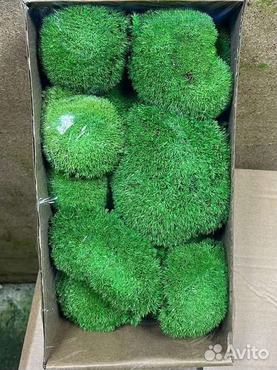 Стабилизированный мох пластовой, пласт, пластами