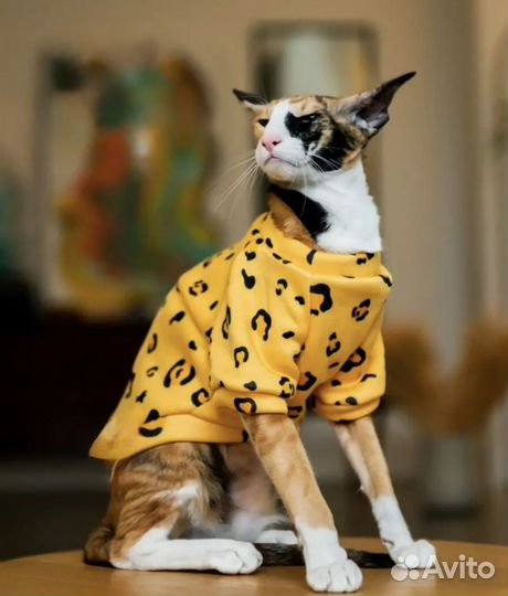 Костюм для кота или собаки