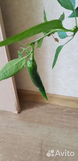 Перец острый