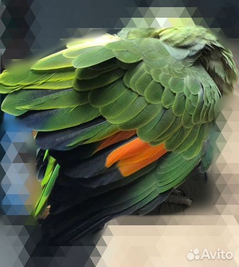 Венесуэльский амазон