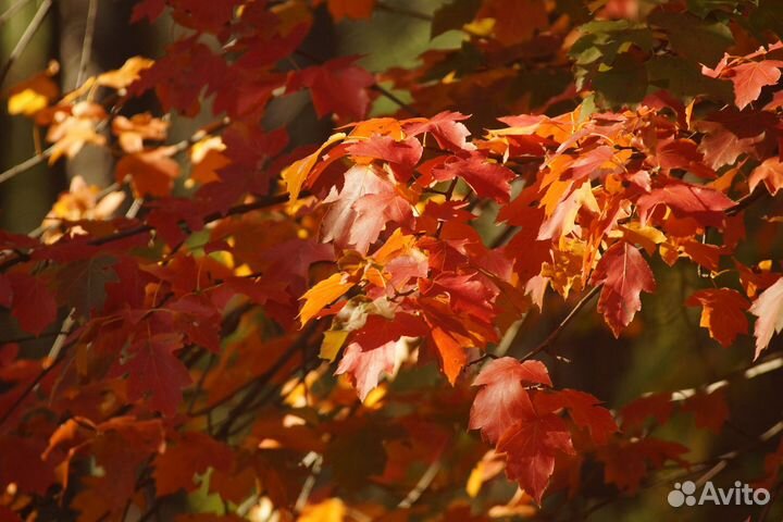 Объектив Sigma 300 mm APO Tele macro
