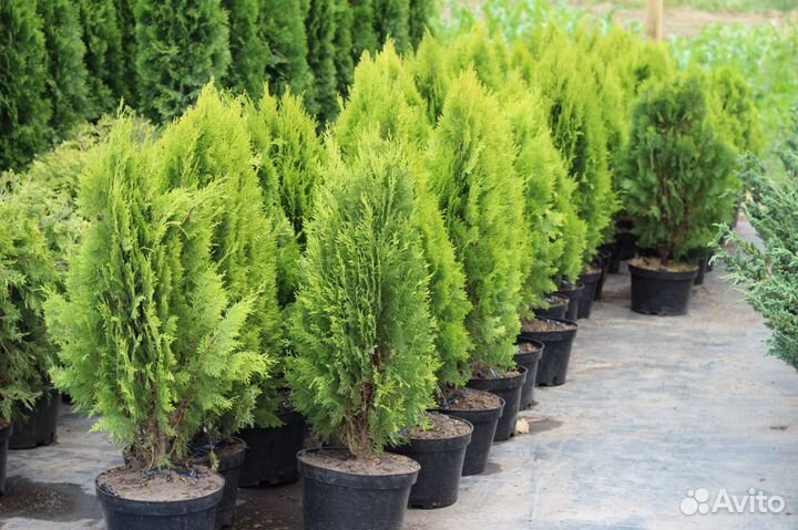 Саженцы плодовых и хвойных, обрезка, опрыскивание