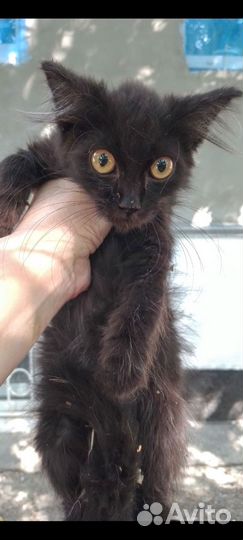 Малыши- домовёнок Кузя- друг и оберег в ваш дом