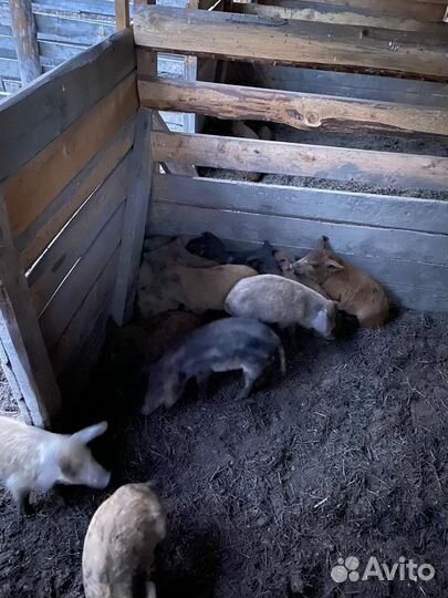 Венгерская мангалица поросята