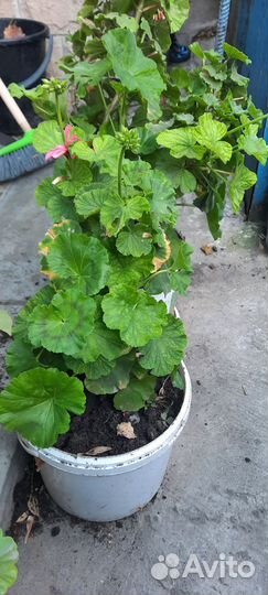 Пеларгония герань