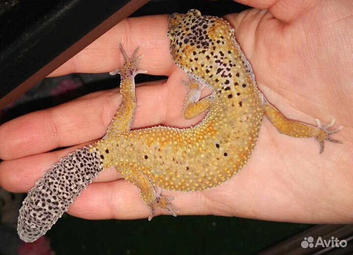 Взрослые Эублефары