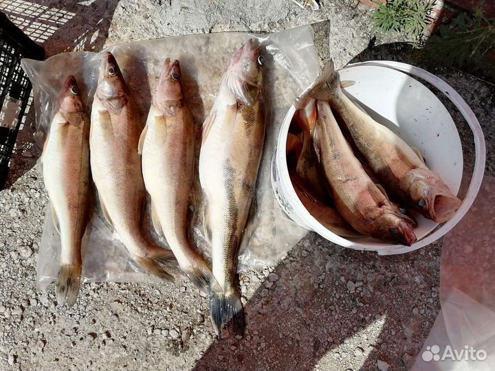 Свежая чехонь, судак вяленый
