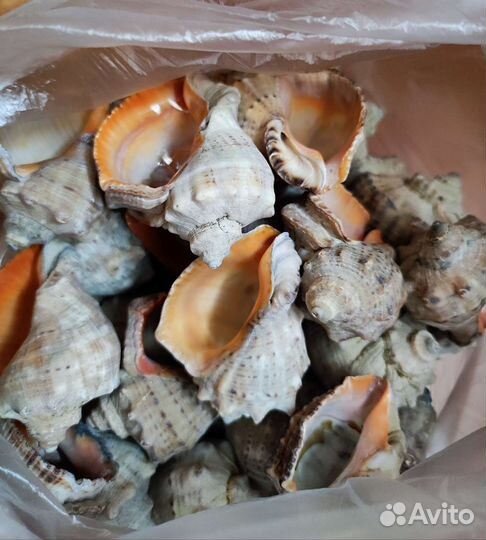 Черноморская ракушка