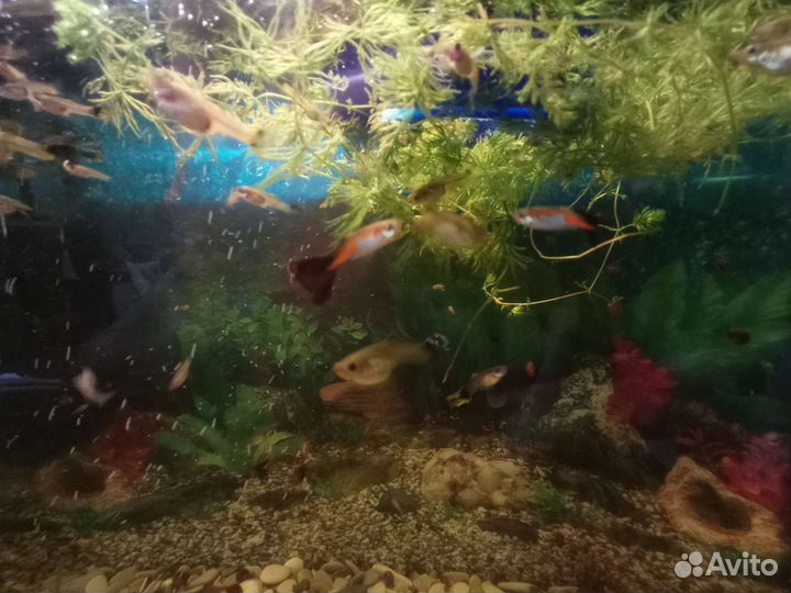 Аквариумные рыбки Гуппи