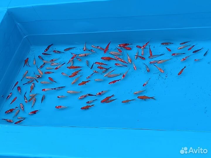 Карп кои, кометы