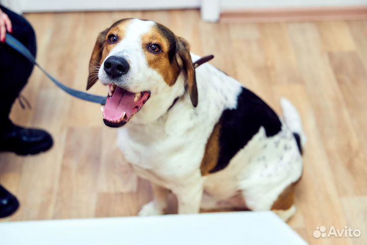 Ультразвуковая чистка зубов собаке и кошке