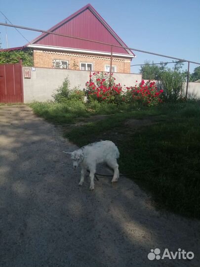 Козленок
