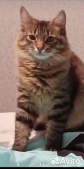 Котёнок-подросток Сибирский