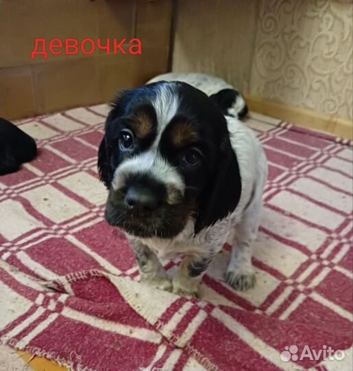 Русский охотничий спаниель щенки