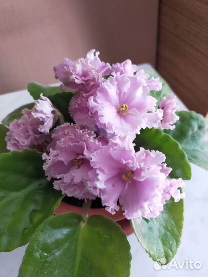 Цветущие детки фиалки Кокетка