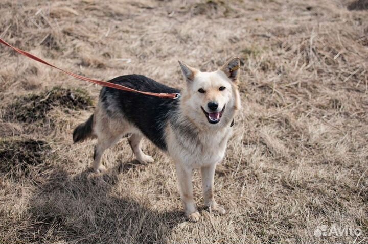 Собака из приюта в добрые руки бесплатно