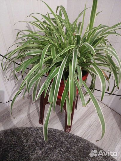 Хлорофитум